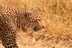 A leopard surveys the savannah. Uma Miller