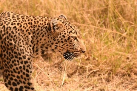 A leopard surveys the savannah. Uma Miller