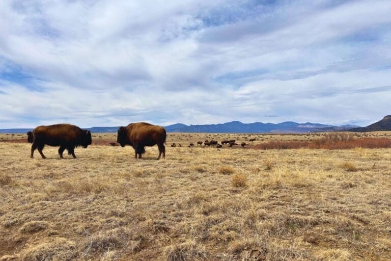 Bison at Vermejo, a Ted Turner Reserve, in New Mexico. Photo by Mindy Sink