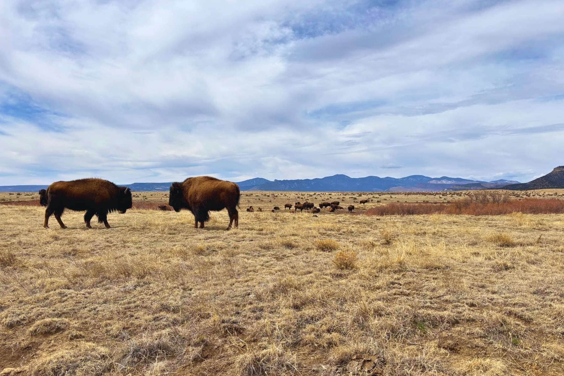 Vermejo: The Wild Heart of New Mexico’s Great Outdoors