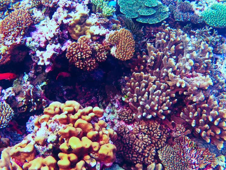 Colorful coral in Tonga