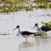 Black-winged Stilt.