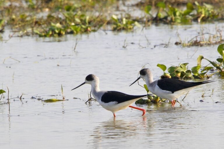 Black-winged Stilt.