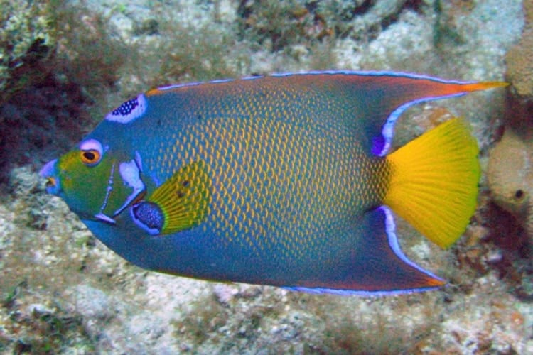 Visiting the underwater locals with Aquamania Adventures