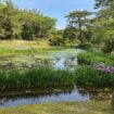 In the Ritsurin Gardens. Photo by Don Mankin
