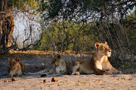 A pride of nine lions, including a lioness with cubs, remains completely unperturbed by our close proximity. Photo by Edward Placidi