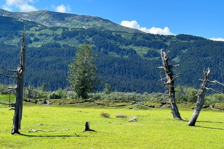 Ghost forest on Turnagain Arm. Photo by Marcia McGreevy Lewis