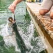 Feeding the Tarpon at Robbie's Marina. Image by Maridav via Canva