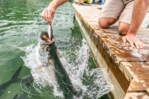 Feeding the Tarpon at Robbie's Marina. Image by Maridav via Canva