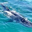 A whale coming up for air at Hervey Bay. Photo by Ayan Adak