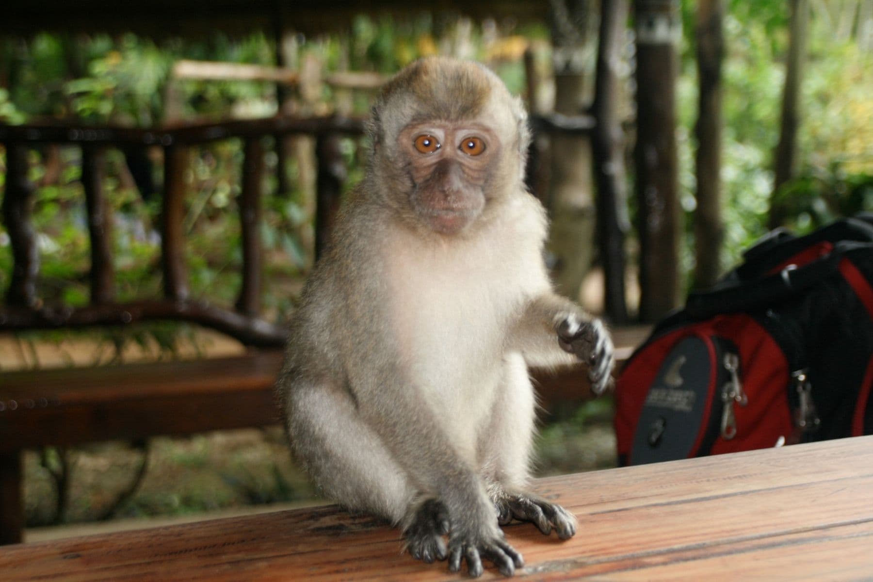 Trekking To Ngardmau Waterfall: Palau’s Wild Rainforest On Babeldaob