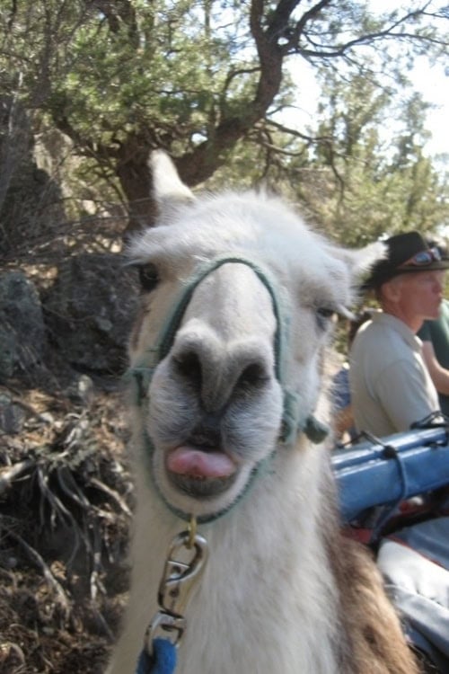 Azul poses for the camera. Photo by Brent Cassie