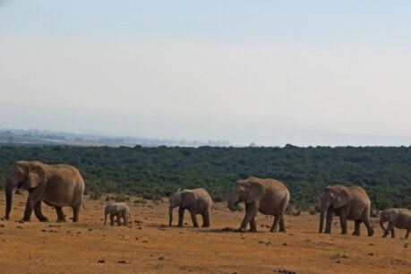 An abundance of elephants at Addo Elephant National Park. Photo by Janine Avery