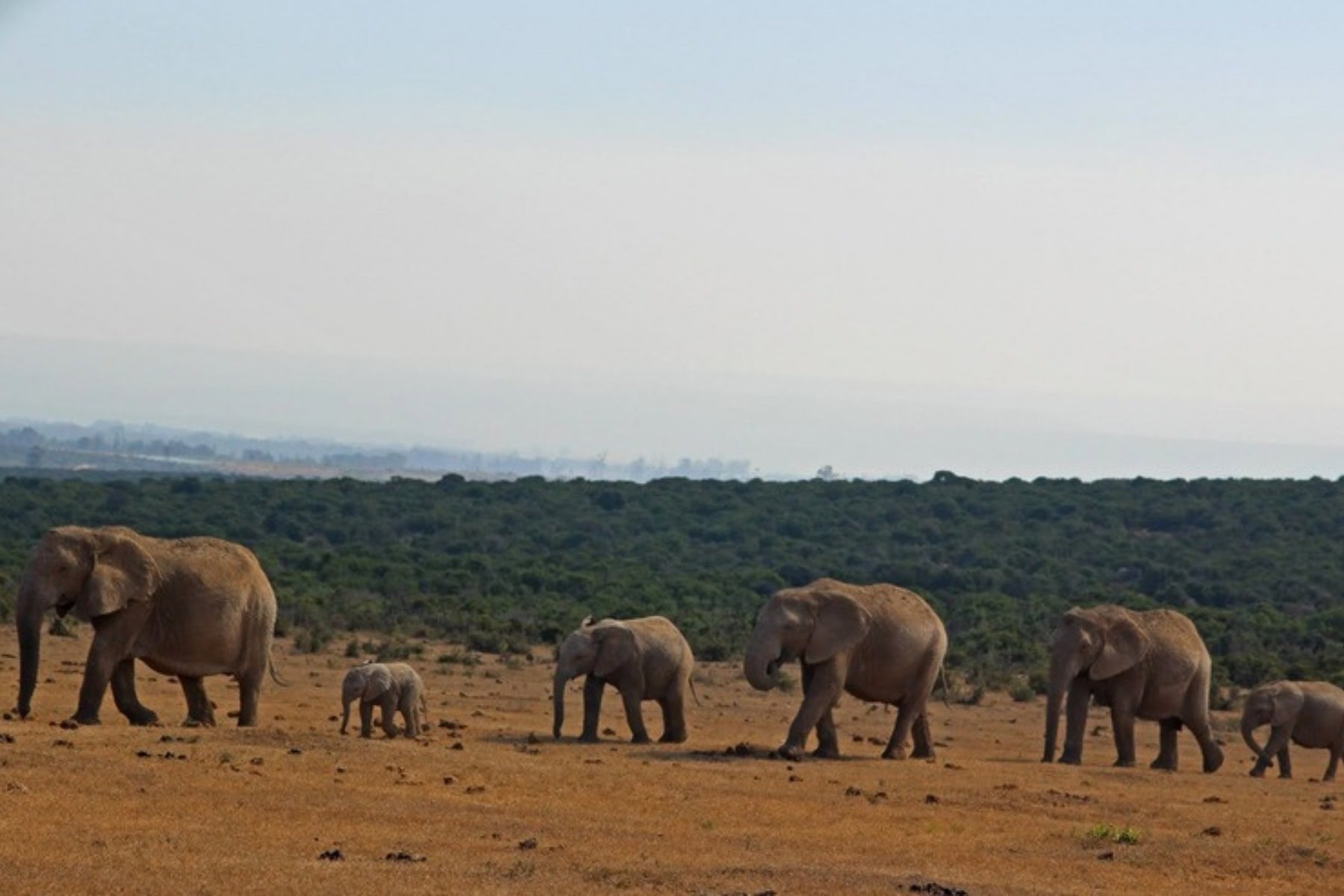 South Africa’s Addo Elephant National Park Is the Ultimate Family Safari