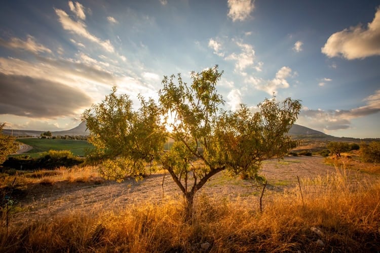 Andaluc&iacute;a is home to millions of olive trees, making it the world&rsquo;s leading olive-producing region