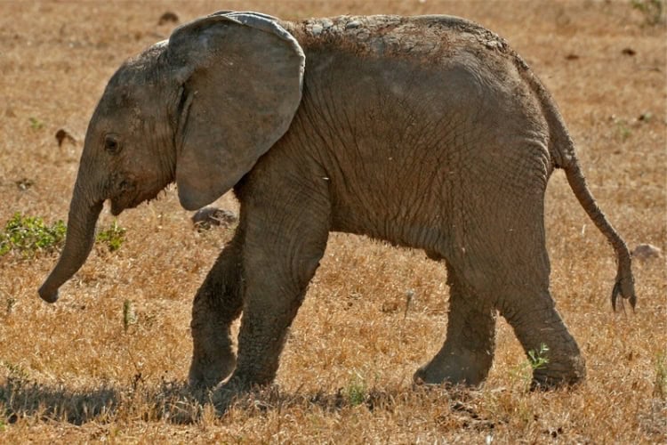 One of the smallest members of the elephant herd. Photo by Janine Avery
