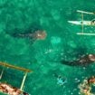 Swimming with whale sharks off the coast of Oslob, Cebu Island, Philippines. Photo by Alexpunker from Getty Images via Canva