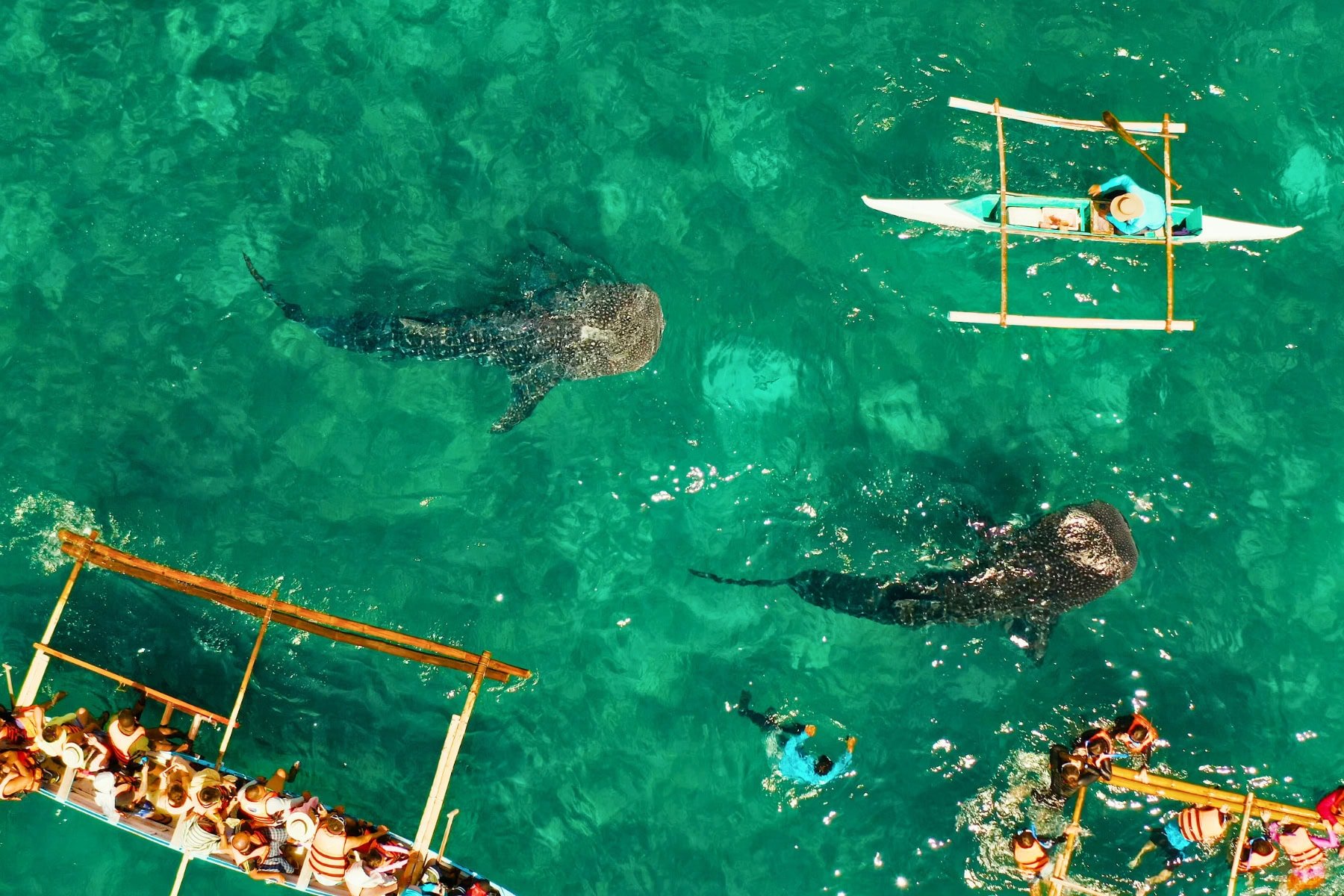 Gliding with Giants: My Whale Shark Encounter in Oslob, Philippines