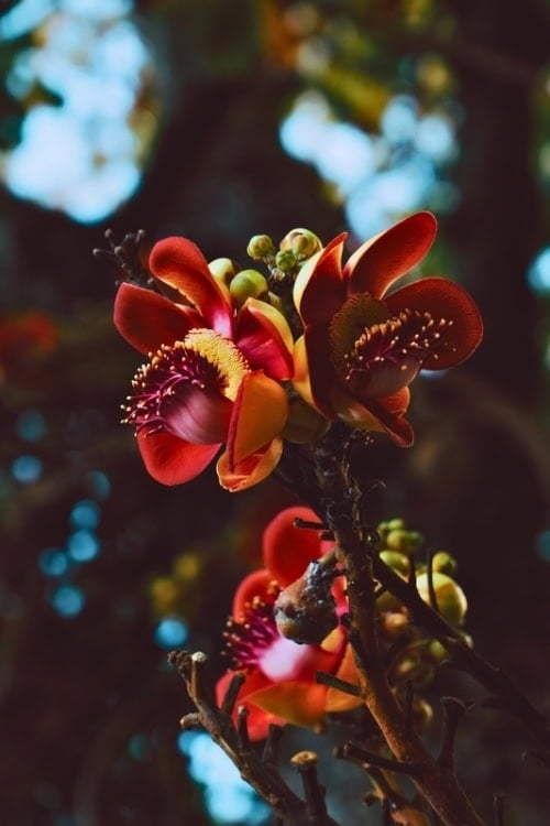 Tropical flowers at Mango House in the Seychelles. Photo by Christy YamaGucci