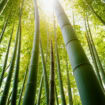 Bamboo forest in Japan. Photo by blew_i from Getty Images via Canva