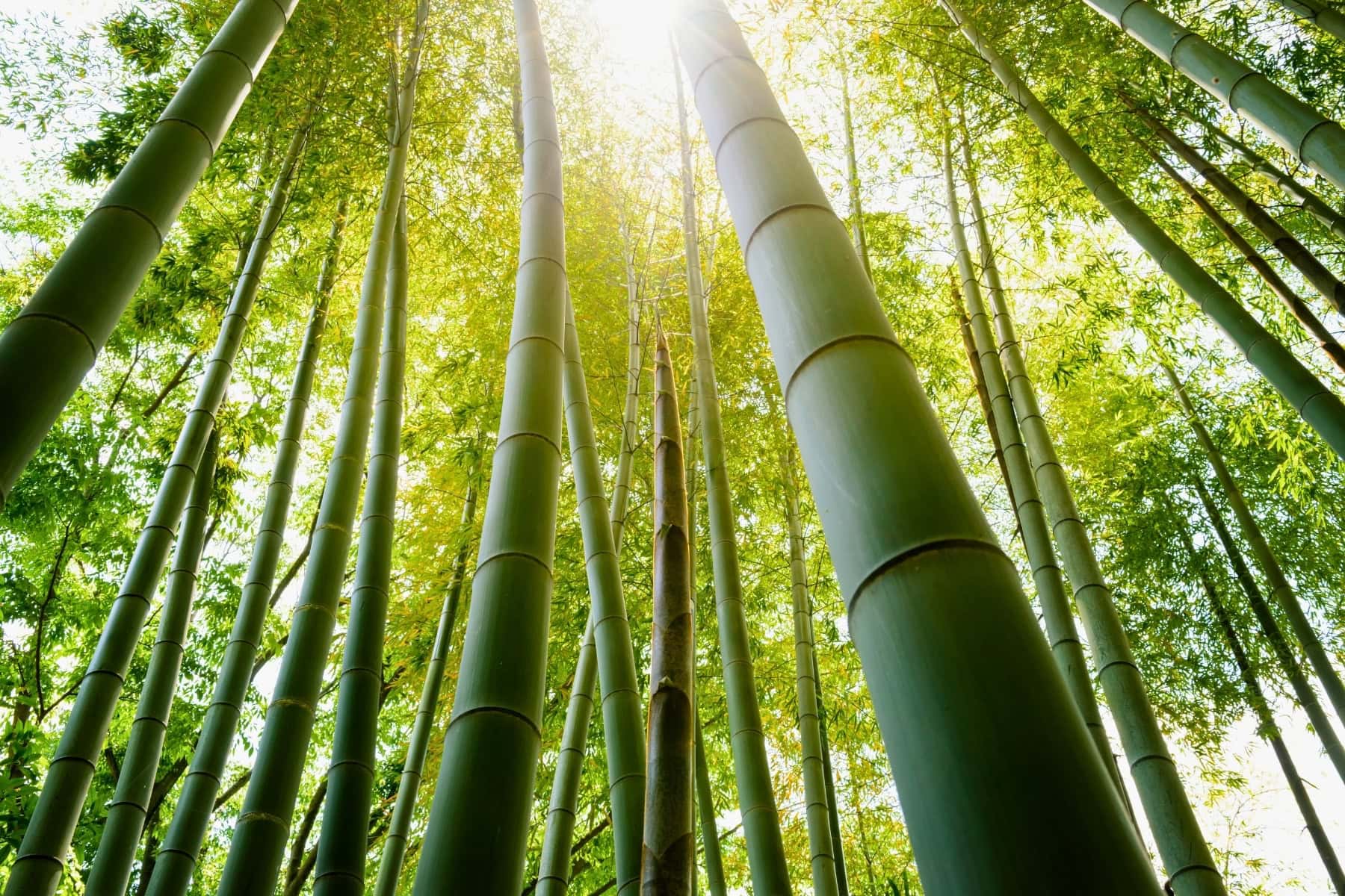 How Bamboo Farming in Japan Balances Tradition and Modernity