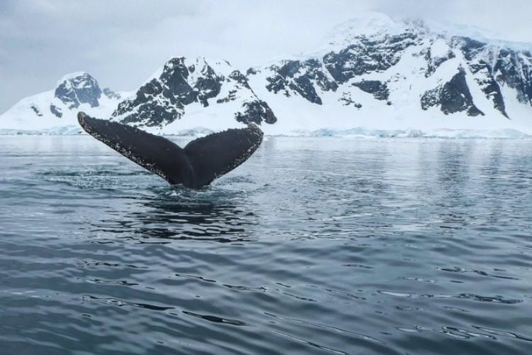 Humpback whale flukes as it dives in Fournier Bay off Anvers Island, Antarctic Peninsula. Photo by Derek Oyen, Unsplash