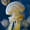 Jellyfish drifting through a marine lake. Photo by Marten Newhall, Unsplash Pinterest