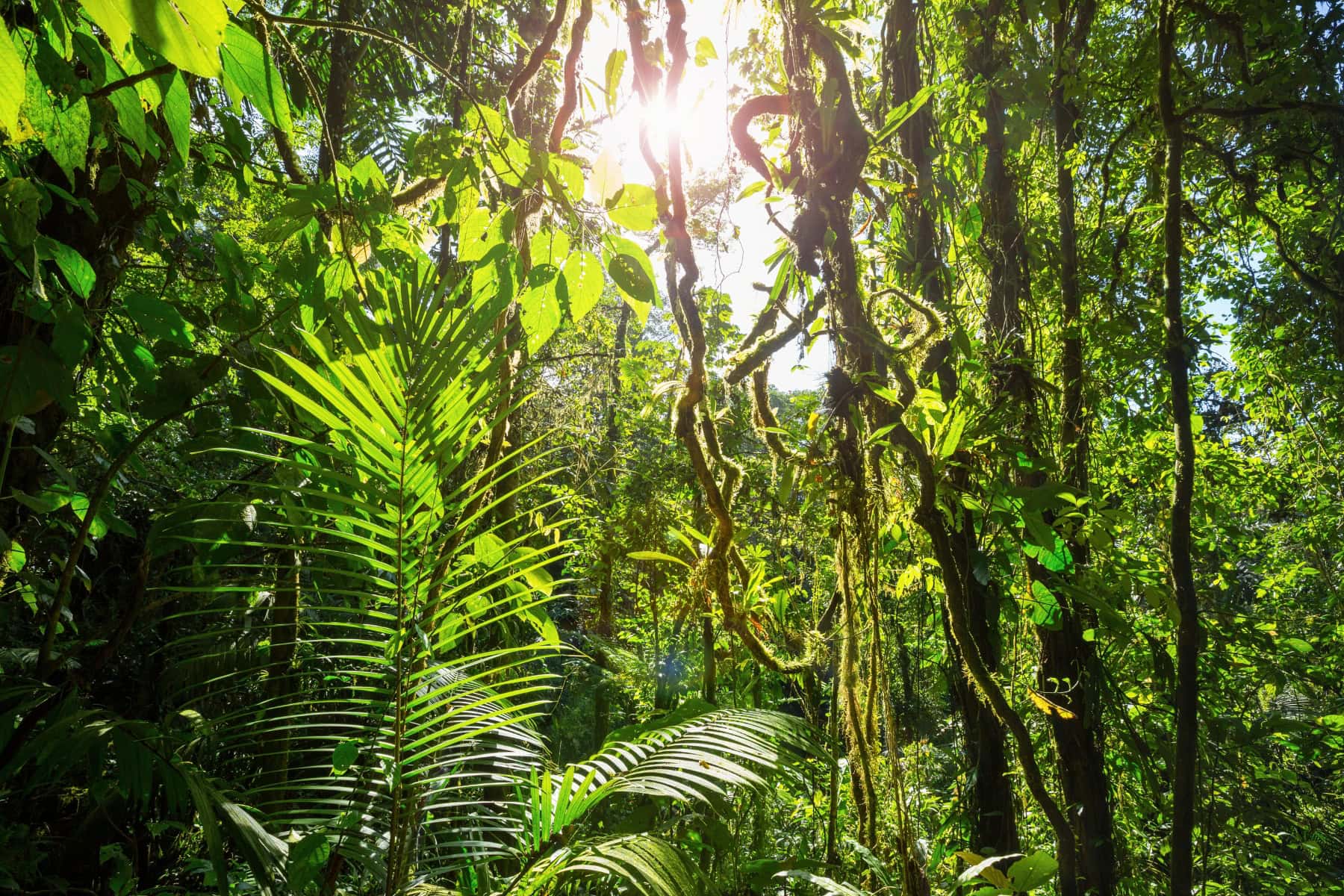 Escaping the 9-5: A Month Living Off-Grid in Costa Rica
