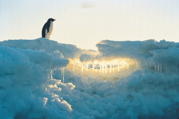 Penguin sitting on top of ice. Photo by Getty Images for Unsplash