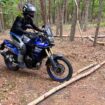 The author crosses a fallen log during off-road training in the Pine Barrens, New Jersey.