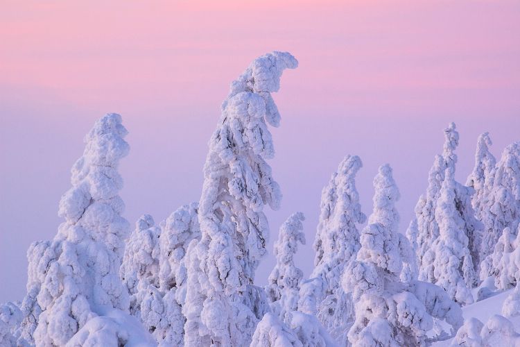 Snow-covered trees in Swedish Lapland. Photo by Getty Images via Canva