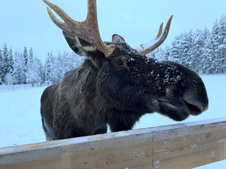 Rescued moose at Kaatis Reindeer in Swedish Lapland. Photo by Janna Graber