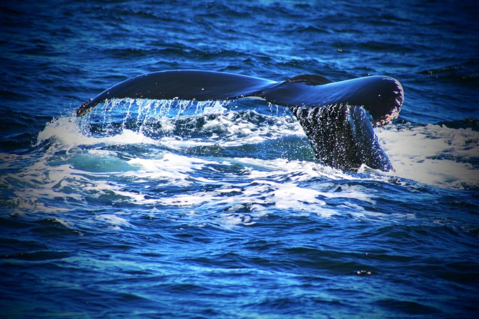 A humpback whale raises its tail vertically before plunging deep. Photo by Frank Hosek