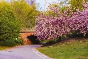 A tree blooms in Central Park, New York, NY. Photo by Benjamin Ashton, Unsplash