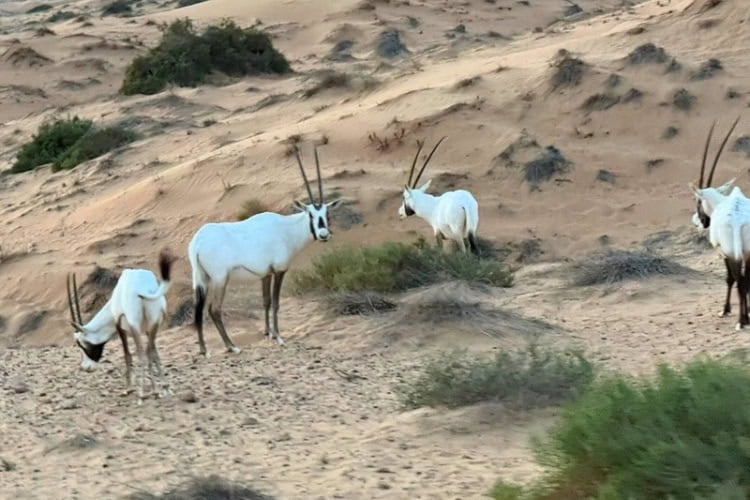 Arabian oryx at the Dubai Desert Conservation Reserve. Photo by Teresa Bergen