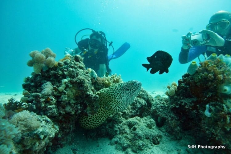 Diving in the pristine Kisite Marine Park. Photo courtesy of Pilli Pipa Dhow Safari