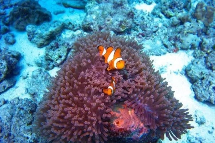 Clown fish in the coral garden. Photo credit Pilli Pipa