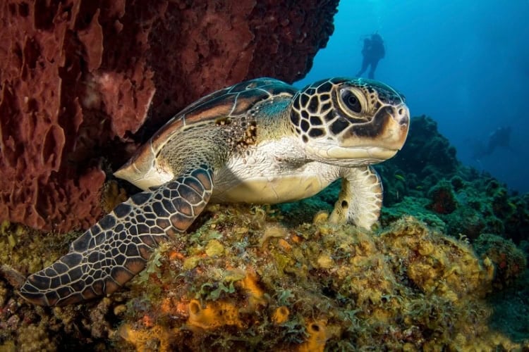 Dive beneath the iconic Pitons. Photo courtesy of Scuba St. Lucia