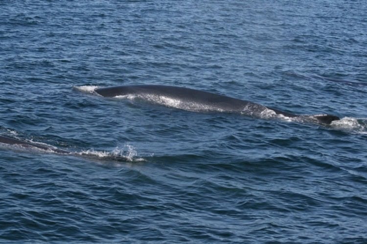 Finback whales, known as "the greyhound of the sea," have a slender build, a curved dorsal fin located near the end of their back, and great speed when chased. Photo by Frank Hosek