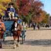 Horse and carriage ride on the historic streets of Colonial Williamsburg, Virginia. Photo by R.C. Staab