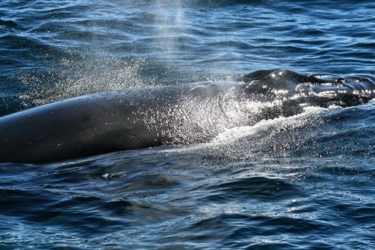 Humpback whales have two paired blowholes located on top of their heads that act as nostrils for breathing at the surface. Photo by Frank Hosek