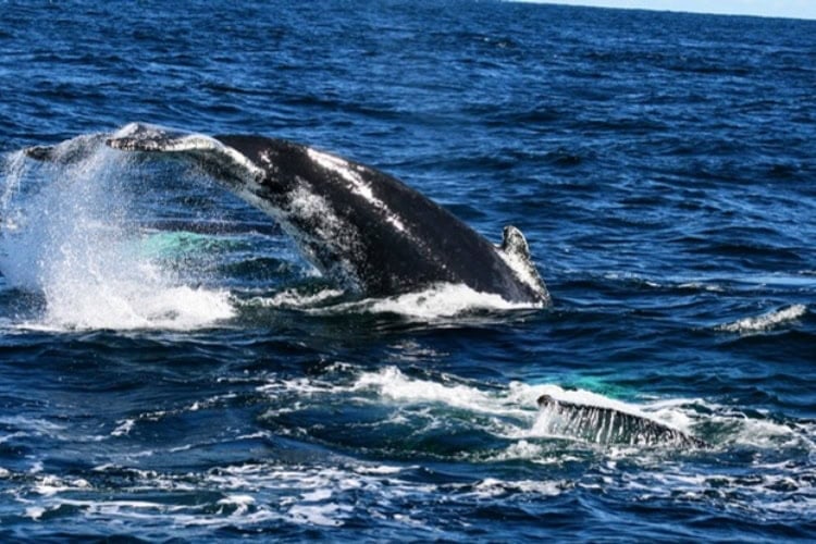 A humpback whale calf arches its back and raises its tail flukes as it dives. Photo by Frank Hosek