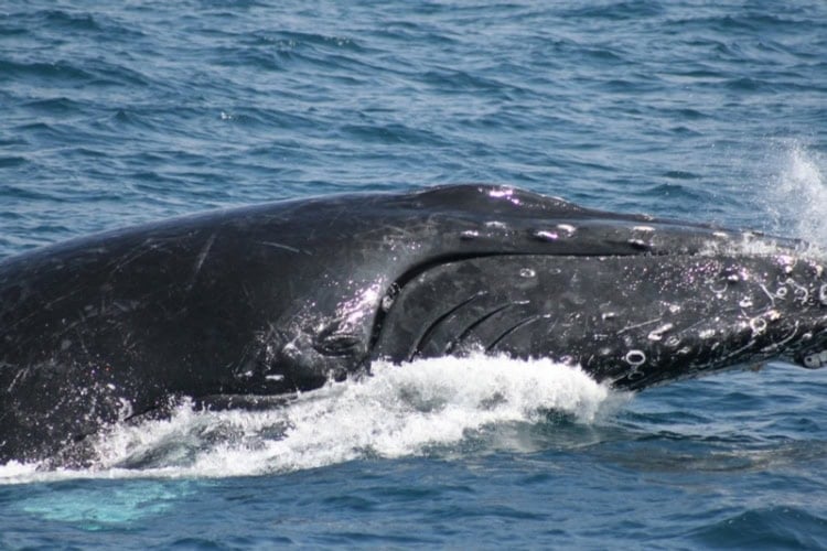 A mother humpback whale raises its head above the waves. Photo by Frank Hosek
