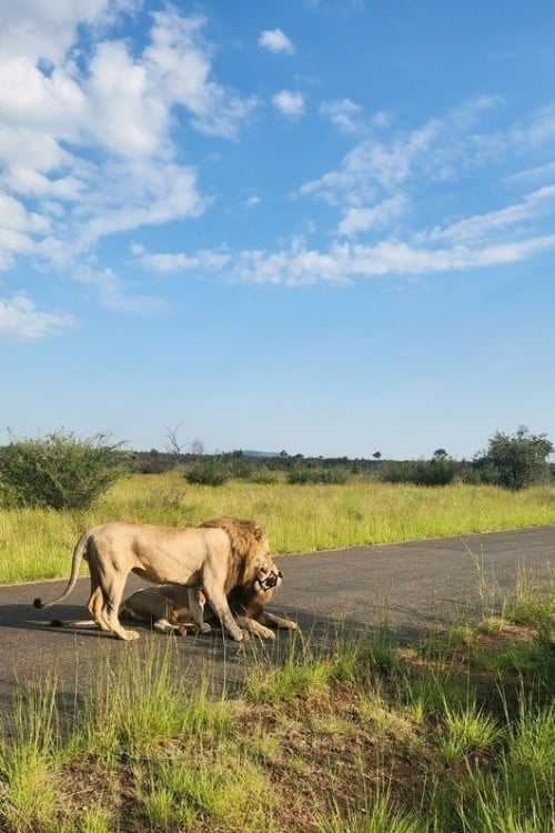 Lions at Madikwe Game Reserve. Photo by Janine Avery