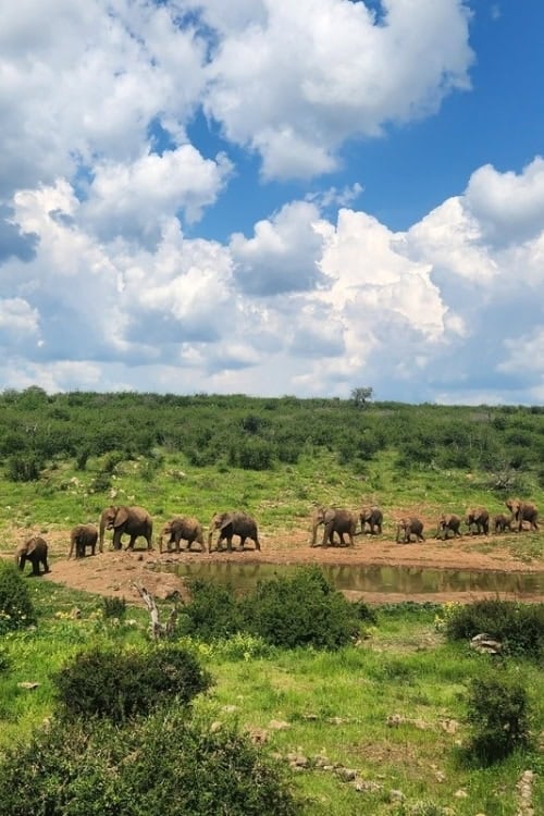 The elephant population in Madikwe Game Reserve has grown exponentially since its inception. Photo by Janine Avery