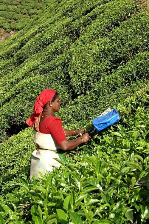 A worker clips tea on the steep slopes of a tea plantation near Munnar. Photo by Ted Alan Stedman
