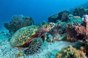 Sea turtle swimming in the turquoise waters in Kisite Marine Park. Photo by Pilli Pipa