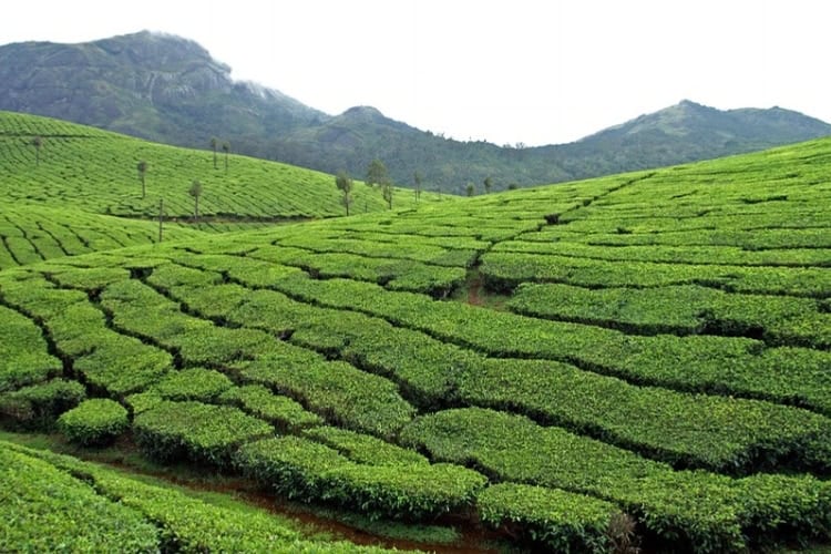 Tea plantations in the Western Ghats, originally established by British colonials to satiate their thirst for what became British tea. Photo by Ted Alan Stedman
