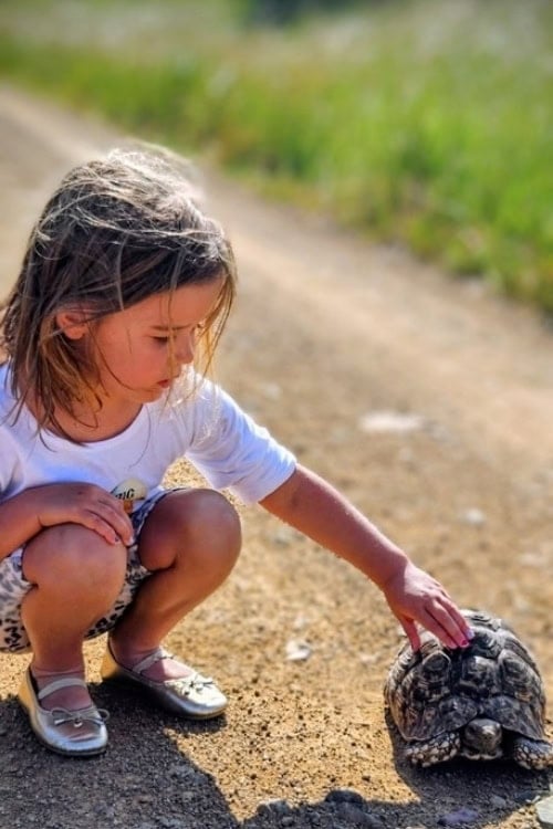 Tortoise at Madikwe Game Reserve. Photo by Janine Avery
