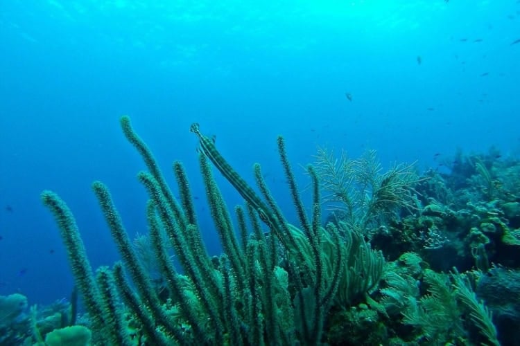 Trumpetfish in the reef of Roat&aacute;n, Honduras. Photo by Erin Simmons, Unsplash